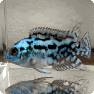 Jack Dempsey - Electric Blue - 1-2 inch